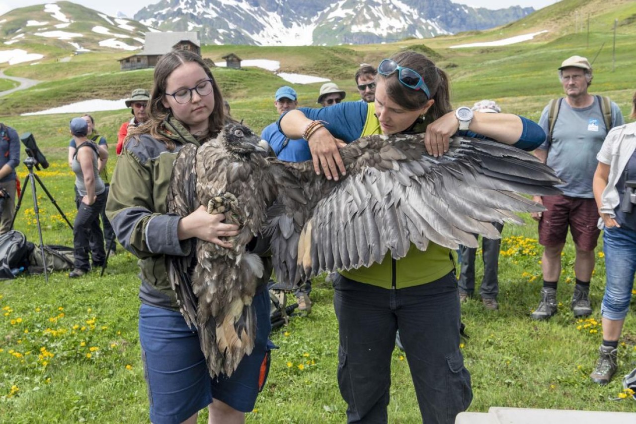 Bartgeier in der Melchsee-Frutt ausgewildert