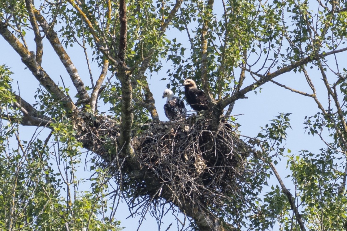 Brütendes Kaiseradlerweibchen mit neun Schrotkugeln getroffen