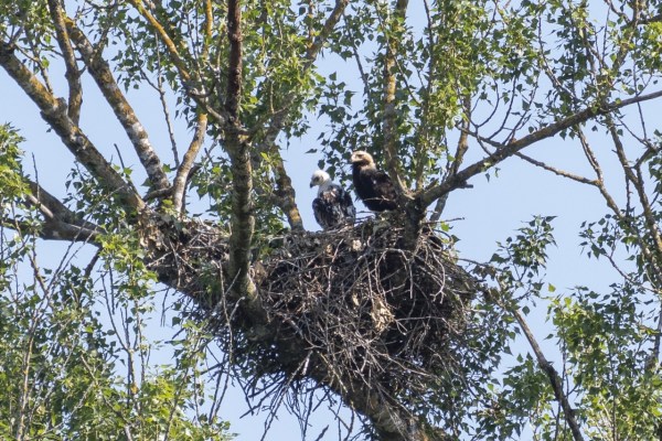 Brooding female imperial eagle hit by nine shotgun pellets