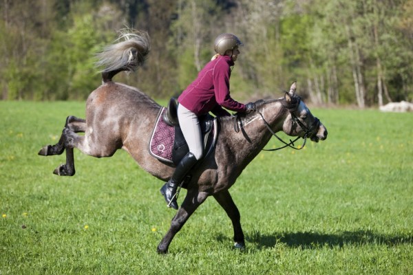 Les accidents de loisirs impliquant des animaux augmentent