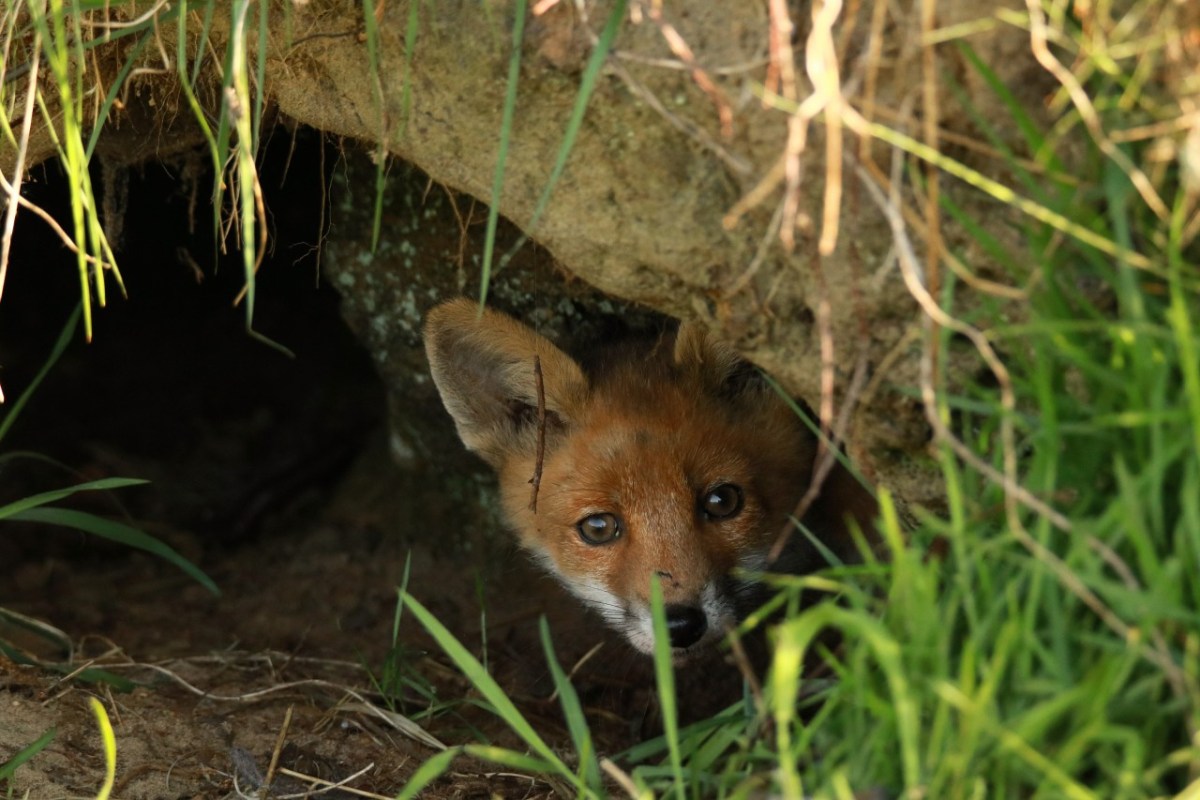 Fuchsbau zugeschüttet, Naturschützer empört