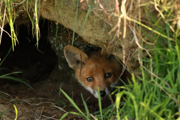 Fox den filled in, conservationists outraged