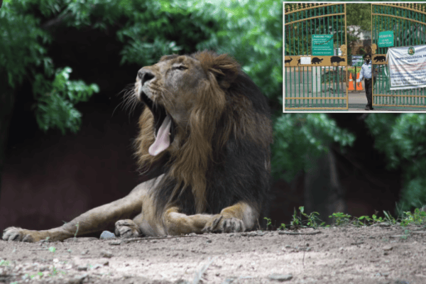 Indien schliesst alle Zoos und Tigerreservate
