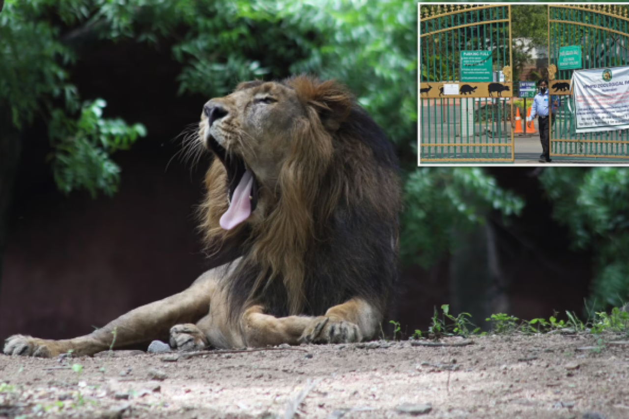 Indien schliesst alle Zoos und Tigerreservate