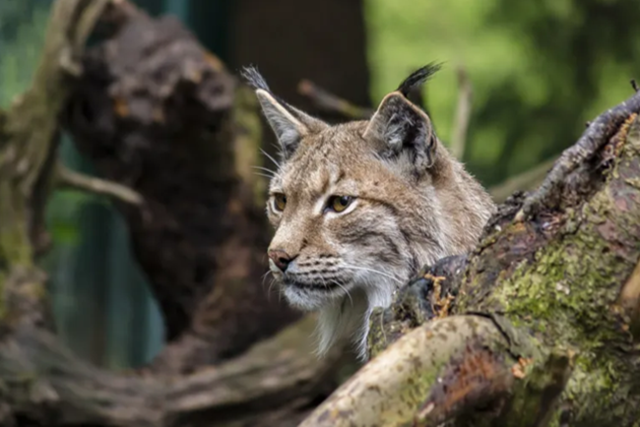 Kanton Wallis unfähig gegen Wilderer vorzugehen