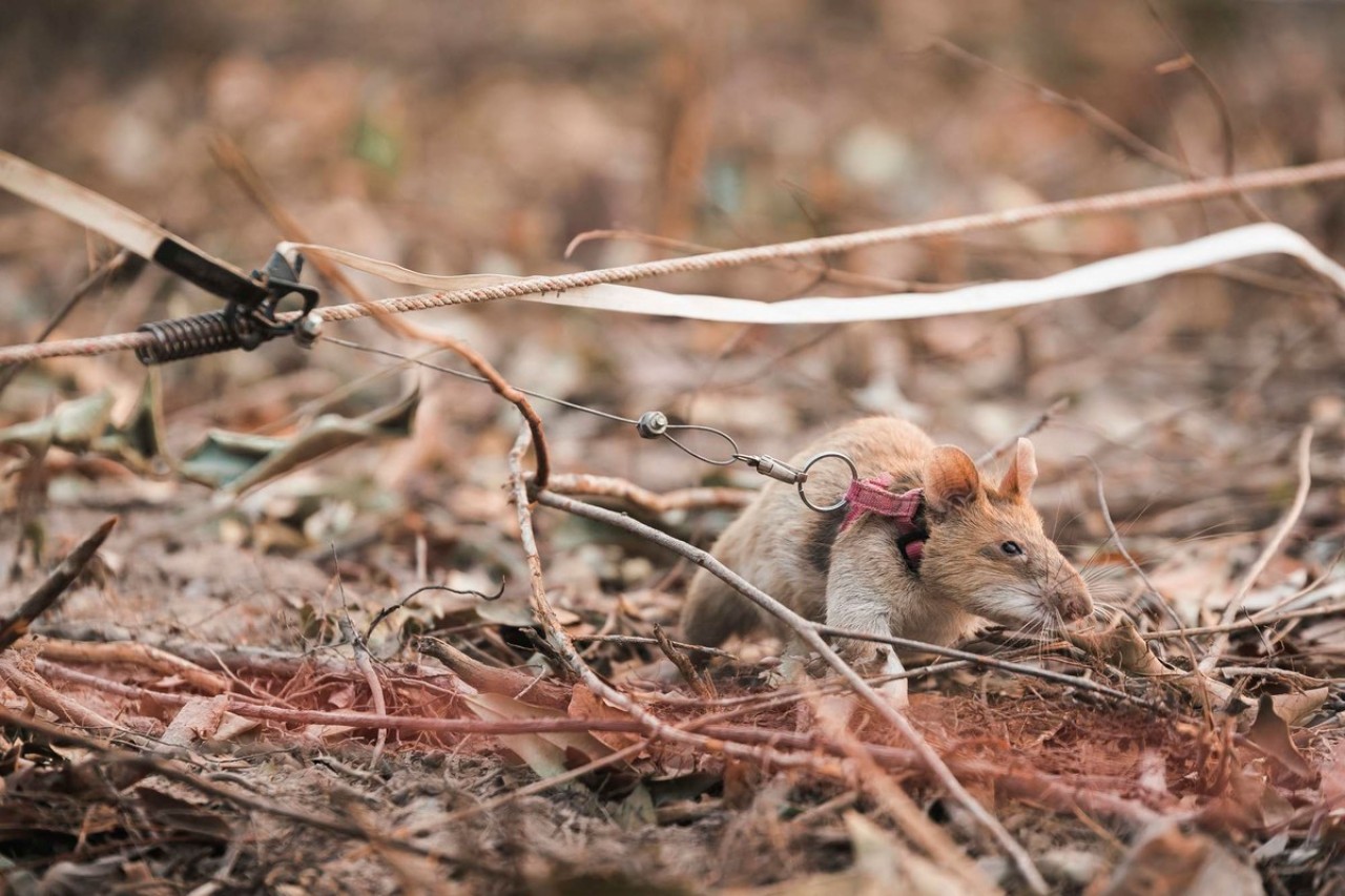 Landminen-Suchratte mit Goldmedaille ausgezeichnet