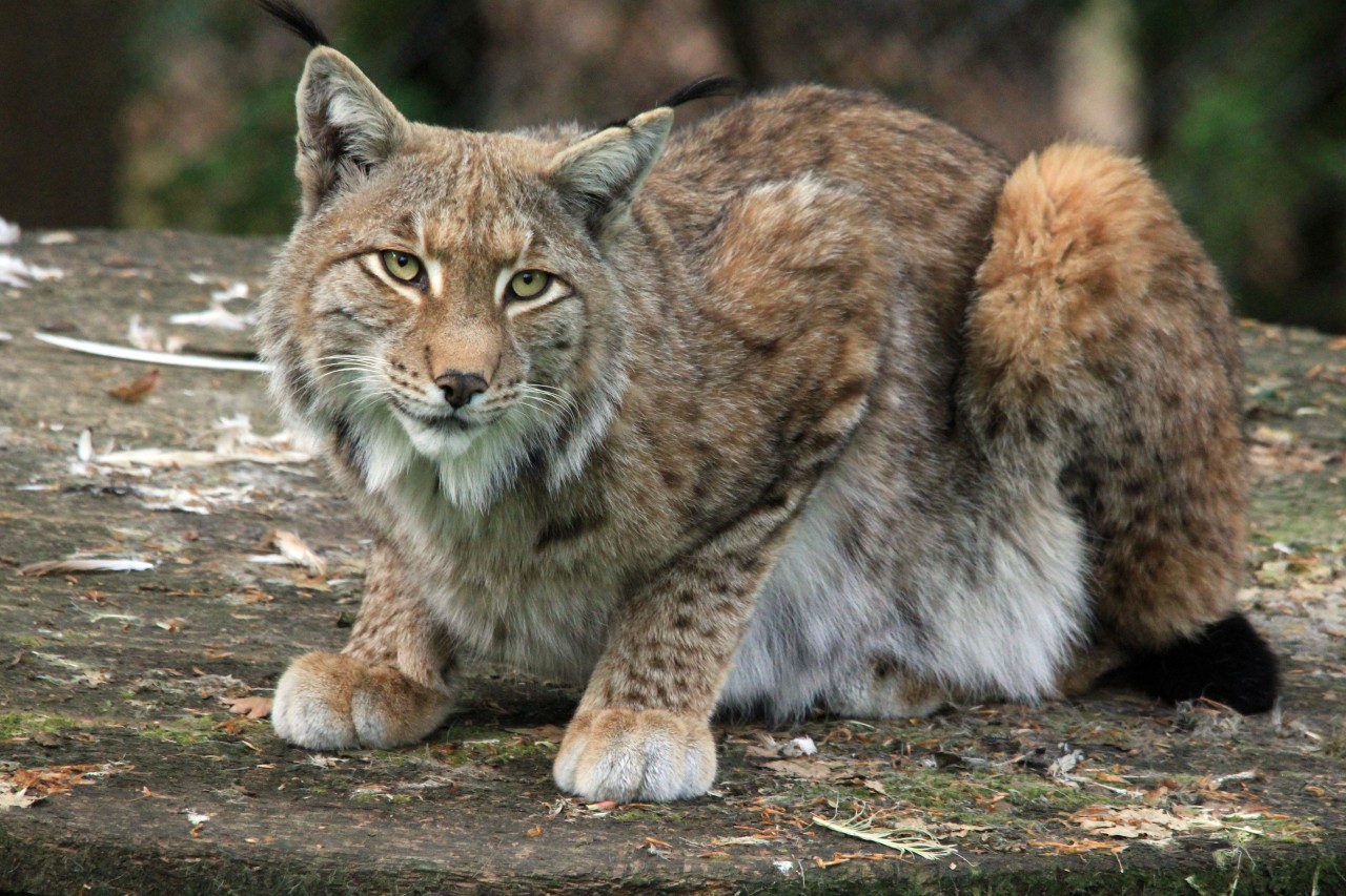 Luchs bricht aus Tiergarten und stirbt nach Narkose