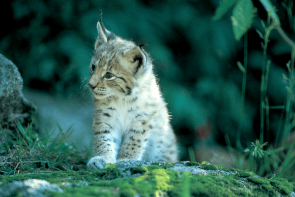 Is the Balkan lynx dying out?