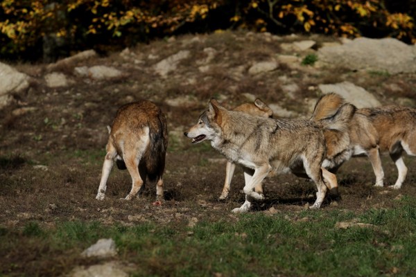 I maschi alfa nel regno animale