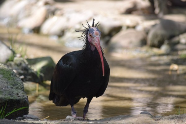 Waldrapp brütet wieder in Deutschland