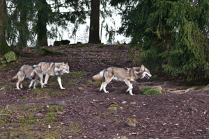 Wölfe können Menschenleben retten