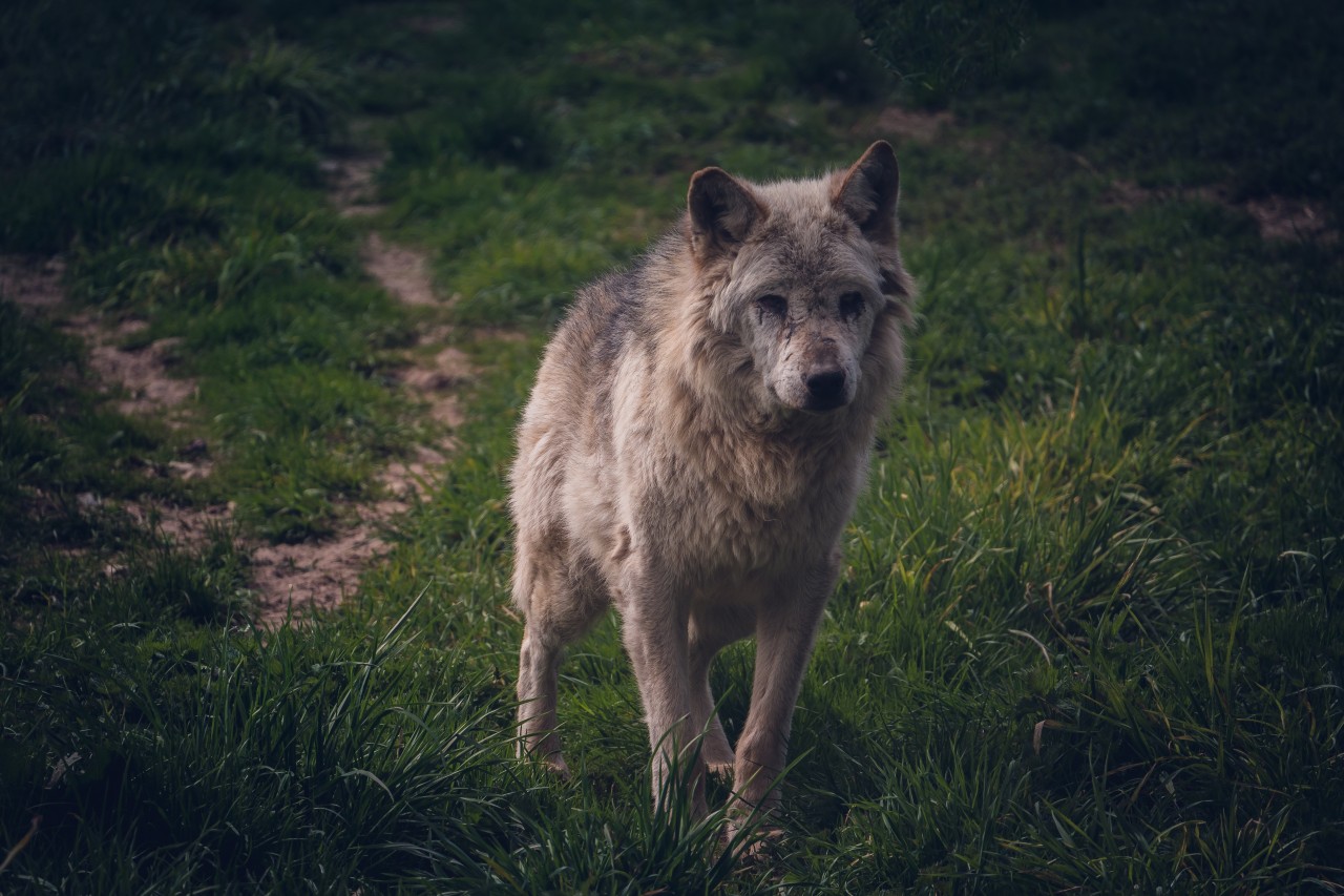 Zusammenfassung der Wolf-Situation im Kanton Schwyz