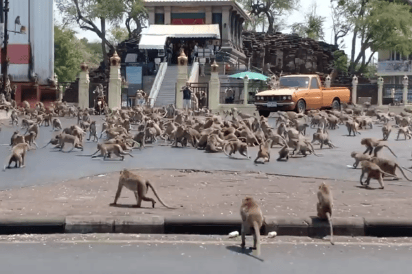 Affenkämpfe in Thailand legen Verkehr lahm