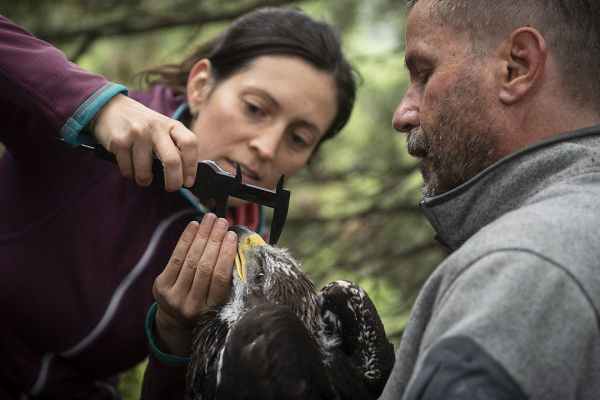 Biologen besendern junge Steinadler