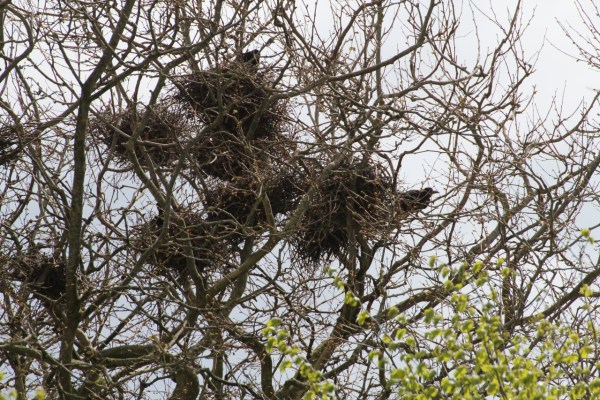 Nesting rooks disturbed: fine for city resident of Bern