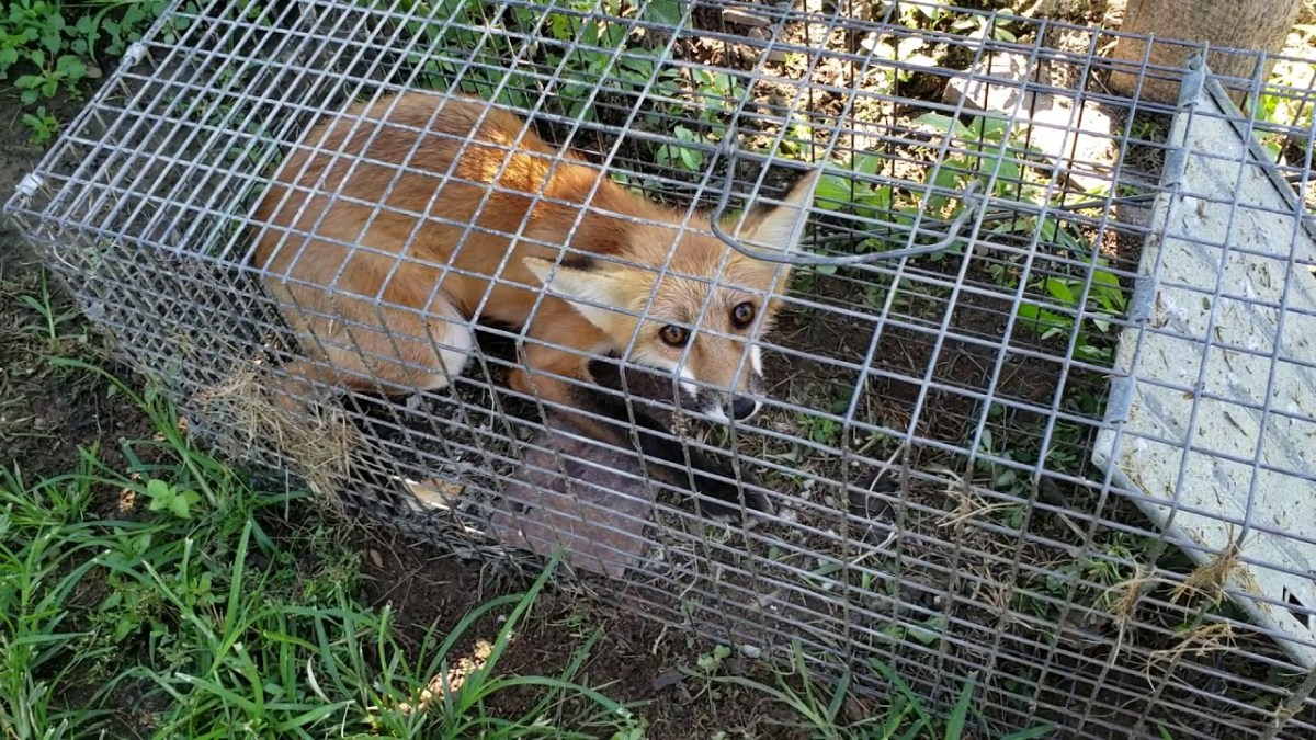 D: Tierschutzverbände fordern Verbot der Fallenjagd