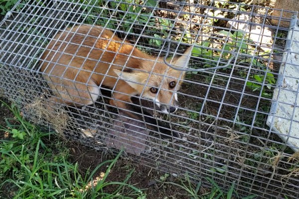 D: Tierschutzverbände fordern Verbot der Fallenjagd