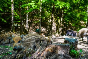 Die Jagdtätigkeit lässt die Art vermehren