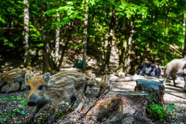 La actividad de caza favorece la reproducción de la especie