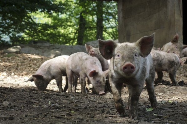 Erstmals Zuchtschweine in Deutschland mit Afrikanischer Schweinepest infiziert