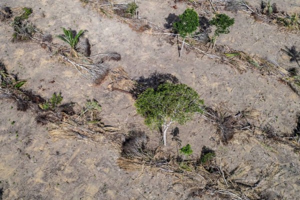 La consommation de viande détruit les forêts tropicales
