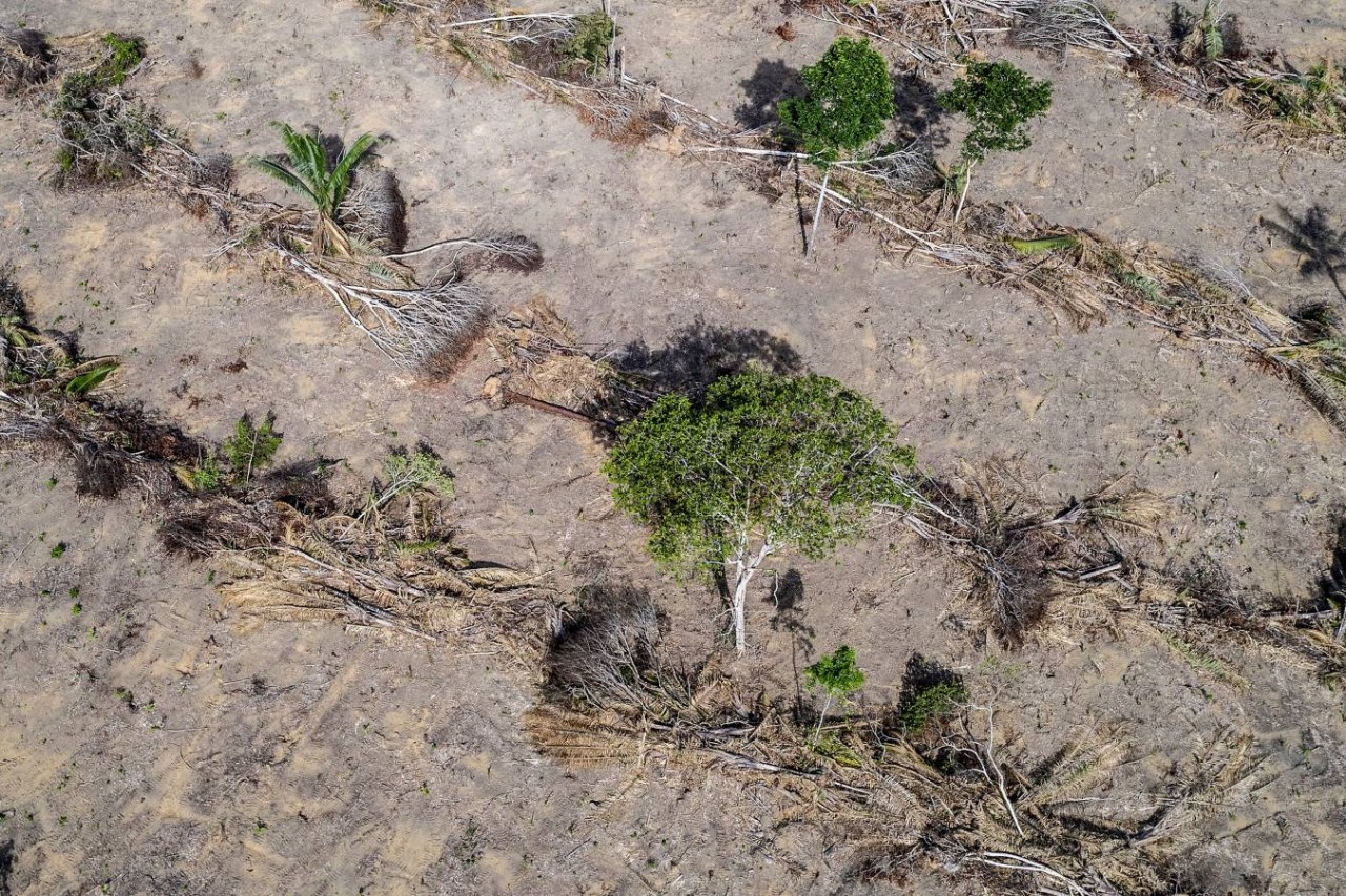 Fleischkonsum zerstört Regenwälder