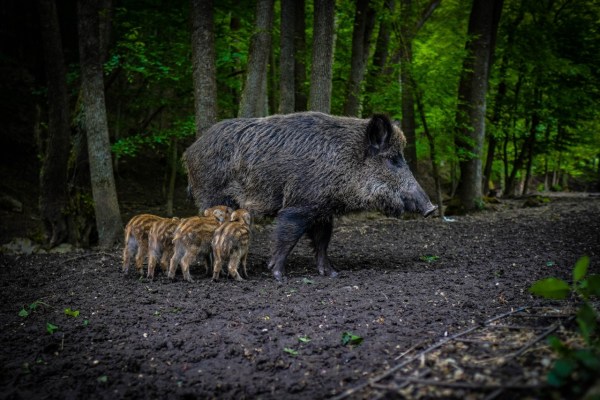 Hobby-Jäger beschleunigen Klimawandel