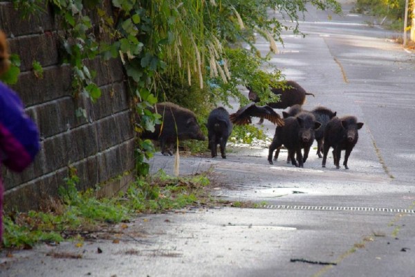 Italy on the brink of national emergency due to wild boars
