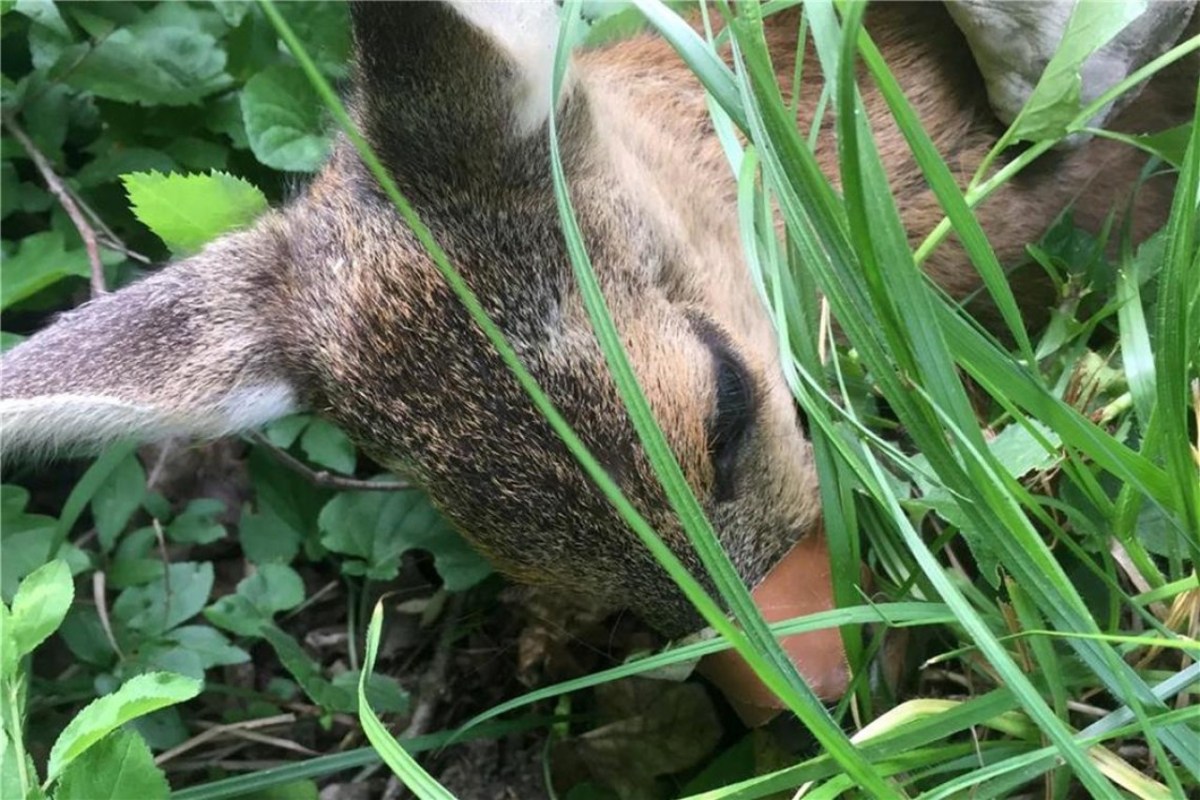 Tierquäler gesucht: Rehkitz die Schnauze zugeklebt