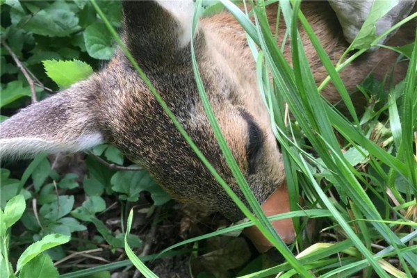 Tierquäler gesucht: Rehkitz die Schnauze zugeklebt