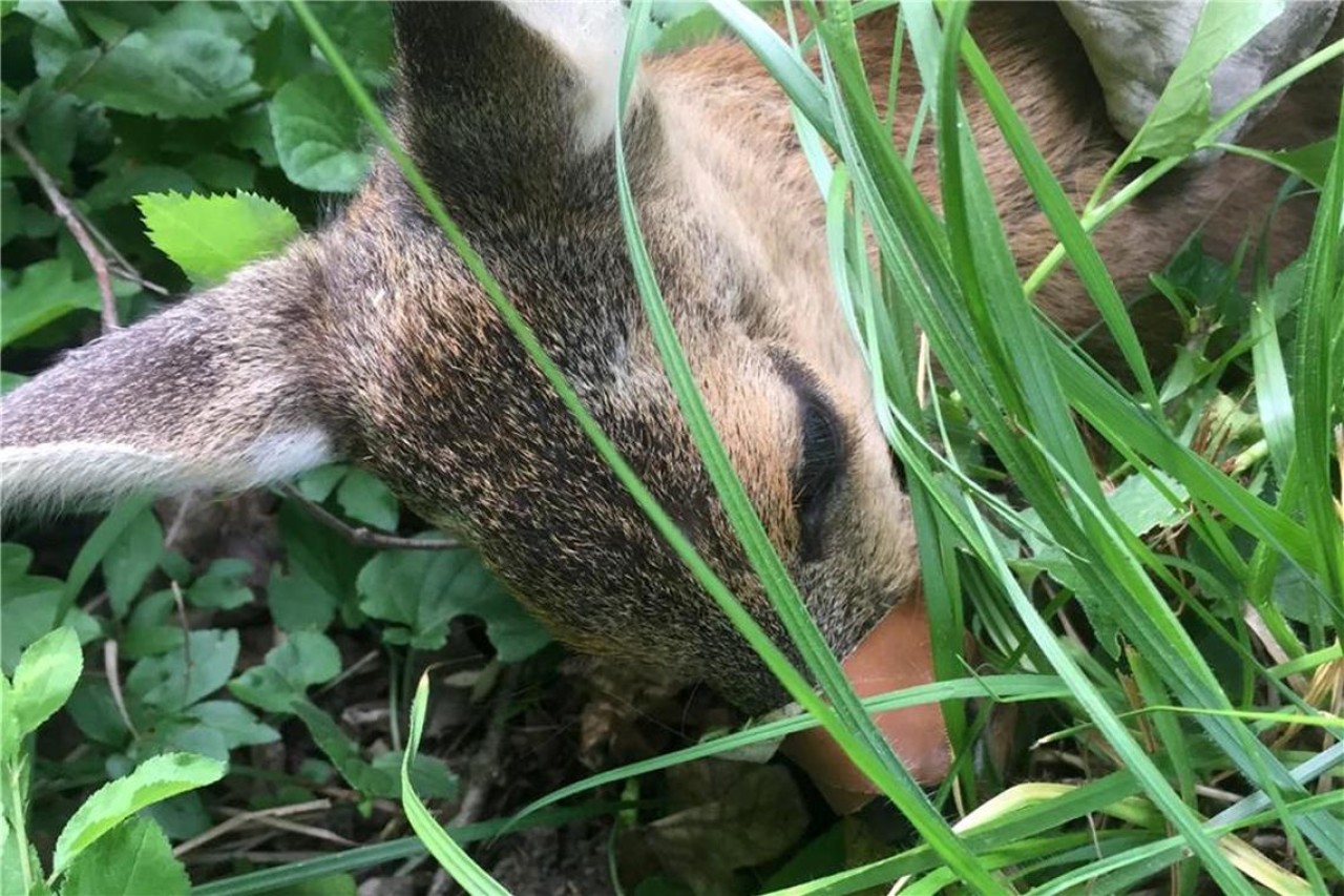 Cercasi responsabili di maltrattamento: capriolo con il muso sigillato