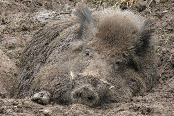 Contraceptives for wild boars