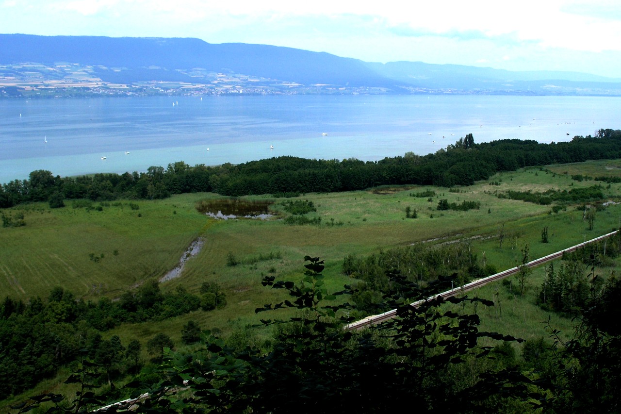Wegen Hochwasser ertranken Insekten und Vögel zogen weg