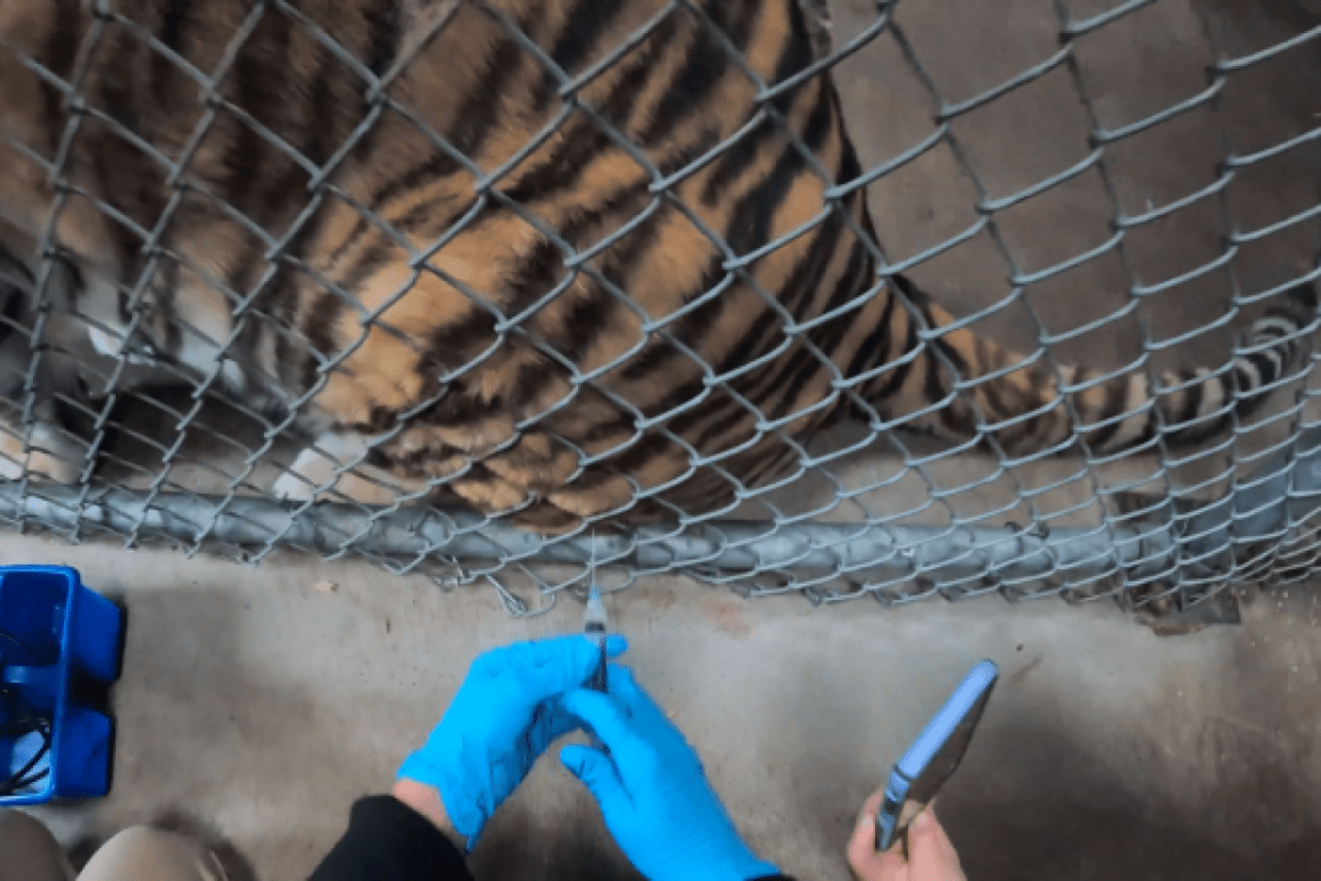 Zoo impft seine Tiere gegen Covid-19