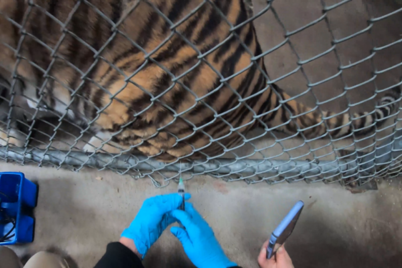 Zoo vaccinates its animals against Covid-19