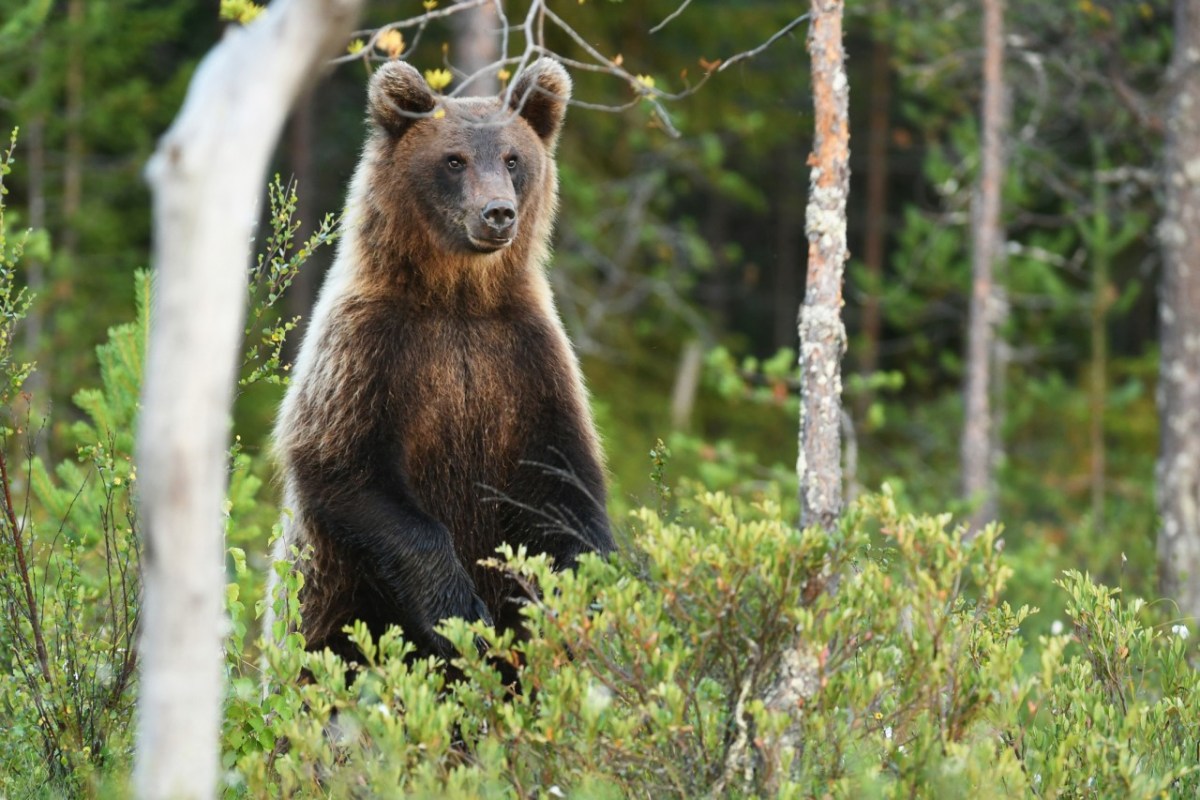 Brutale Trophäenjagd in Schweden