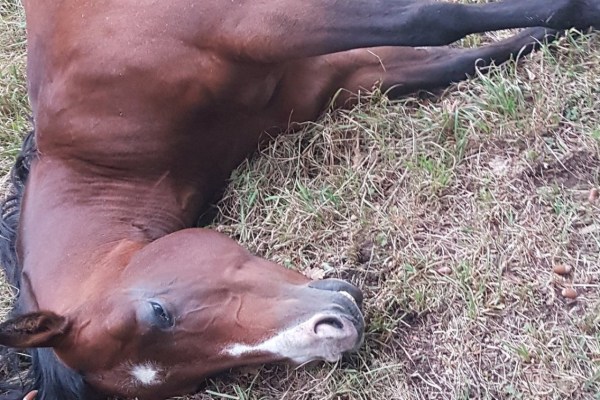 Hobby hunters mistake wild boars for horses