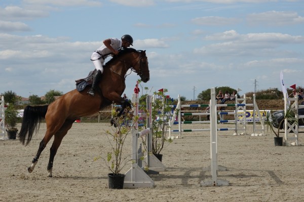 Horses are not sports equipment