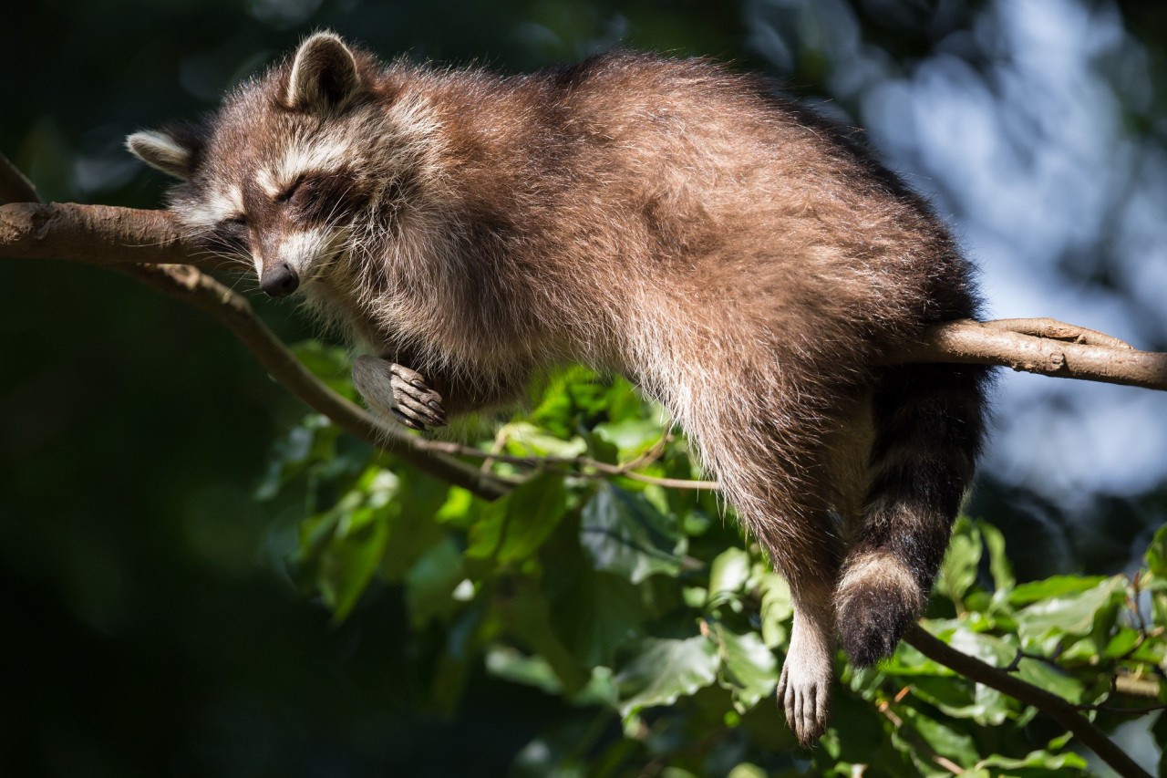 La Oficina Forestal de Basilea quiere matar mapaches.