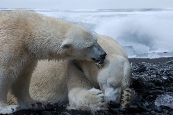 Polar bear livestream