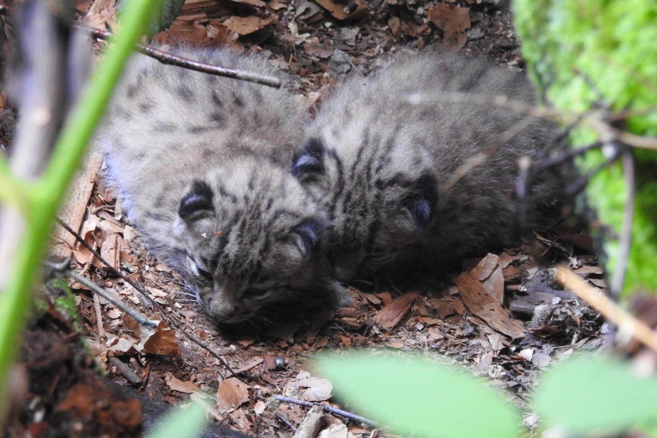 Luchs-Nachwuchs in den Nordvogesen