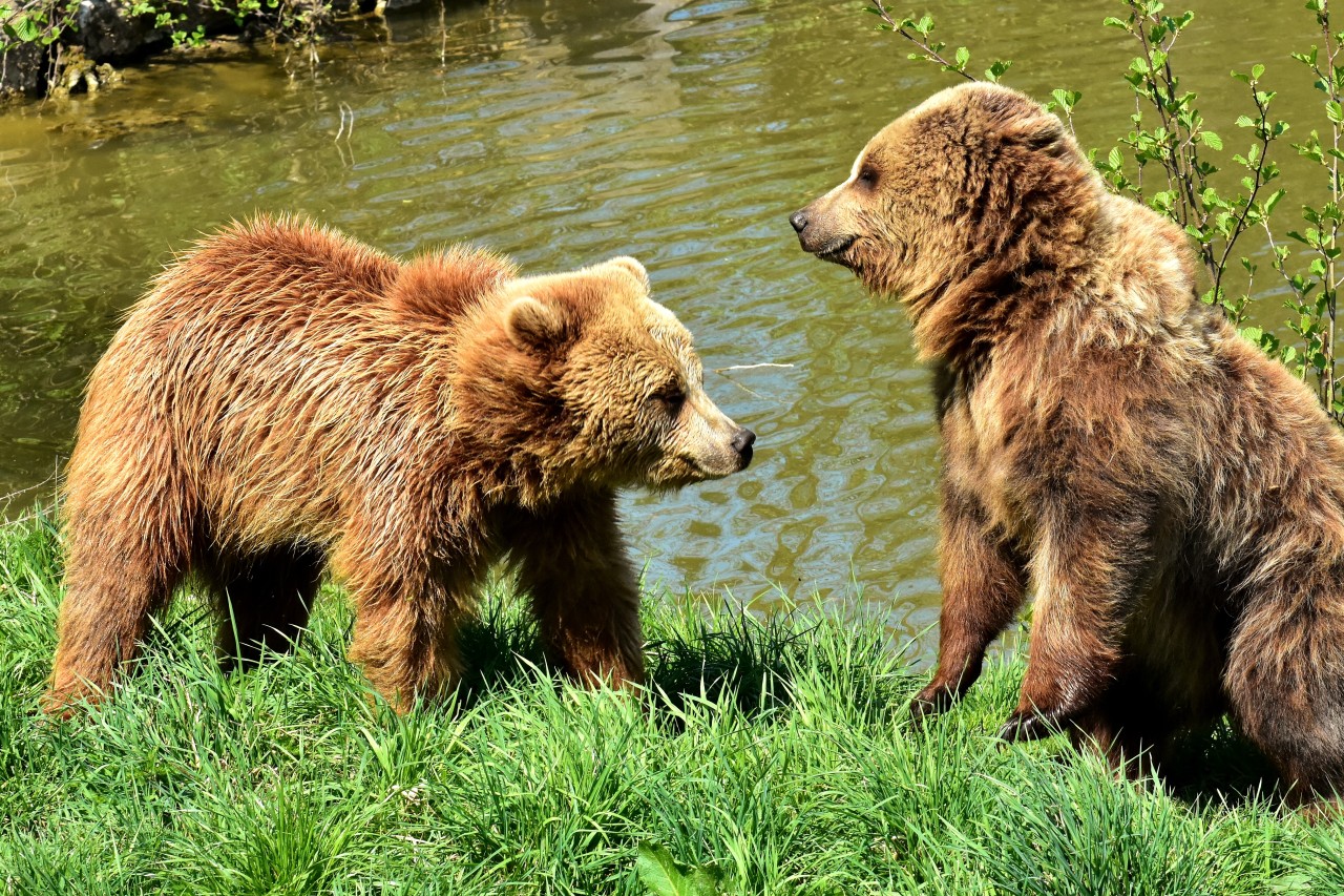 Rumänien will Bären zählen