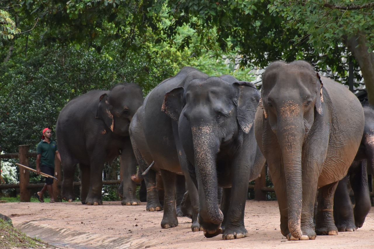 Sri Lanka: Elefanten erhalten biometrische Ausweise