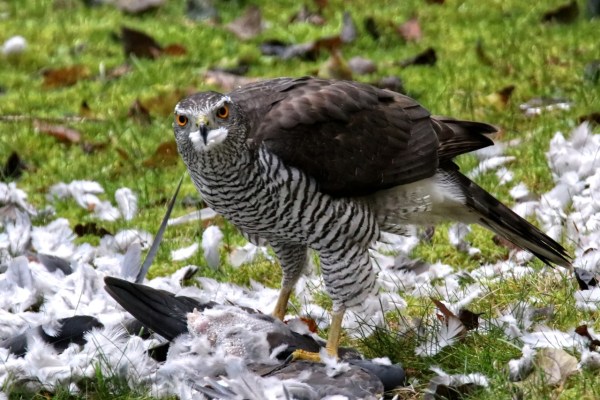 Pigeon breeder beats goshawk to death