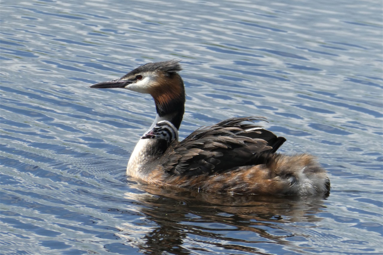 Vögel brauchen in der Mauser ihre Ruhe