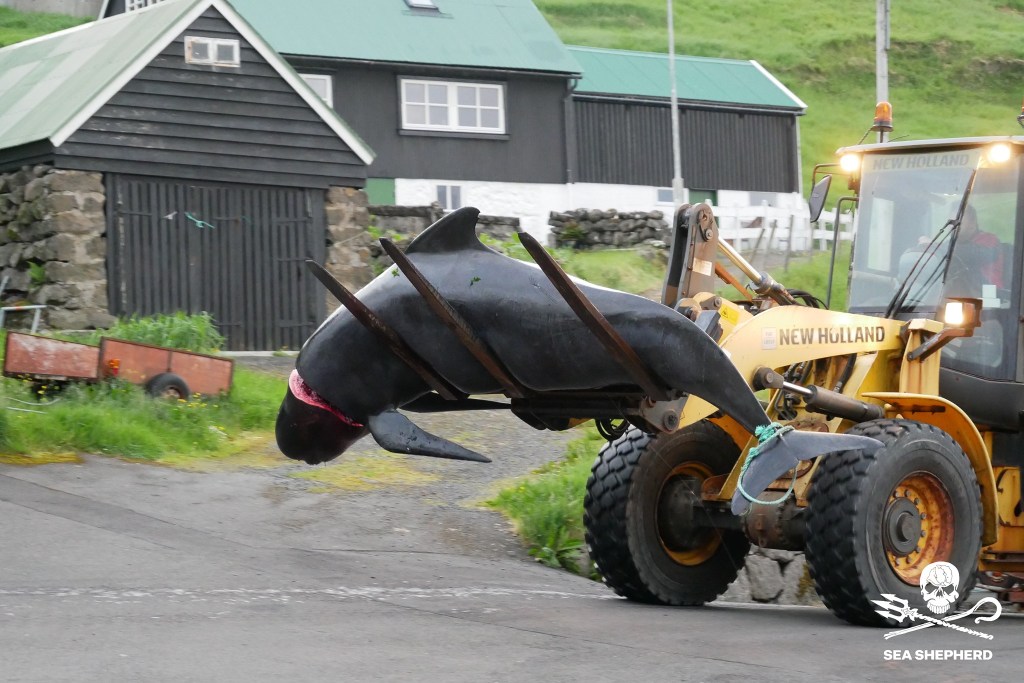 Delfinmassaker Färöer