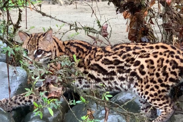 Ecuador wildert Ozelots aus illegalem Handel aus