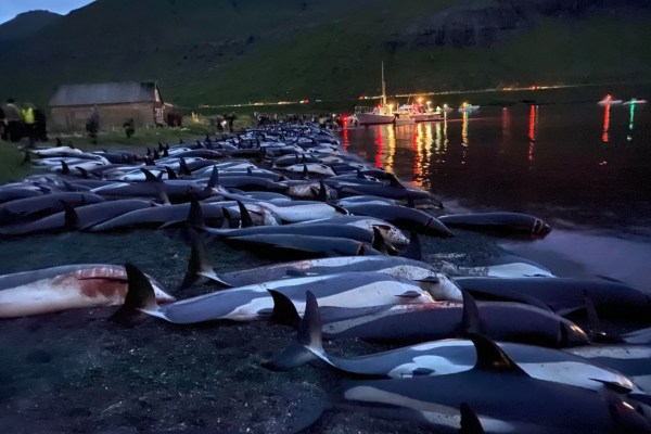 1'428 dauphins massacrés brutalement aux îles Féroé