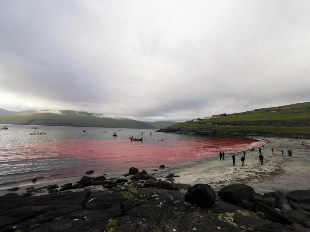 Delphintötung Färöer