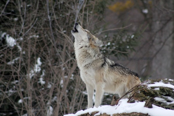 Un moratoire sur le tir du loup est réclamé